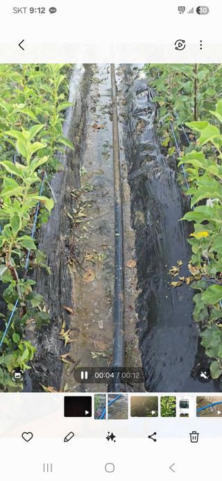 장동휘님의 기타작물 · 영농일지 작성글 사진