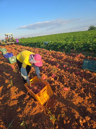 주말농장1님의 고구마 · 영농일지 작성글 사진