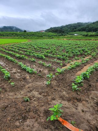 새싹농장님의 기타작물 · 영농일지 작성글 사진