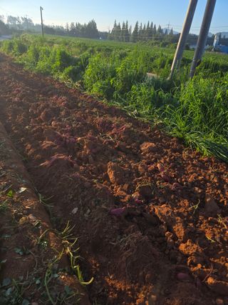 주말농장1님의 고구마 · 영농일지 작성글 사진