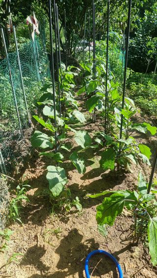 권혁렬님의 오이 · 영농일지 작성글 사진