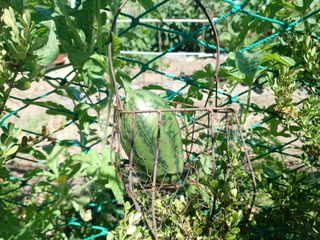 正覺님의 기타작물 · 영농일지 작성글 사진