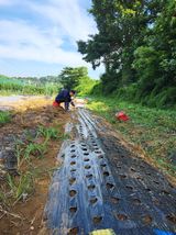 팜모닝 파·영농일지 게시글 이미지