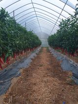 팜모닝 기타작물·영농일지 게시글 이미지