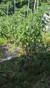 팜모닝 기타작물·영농일지 게시글 이미지