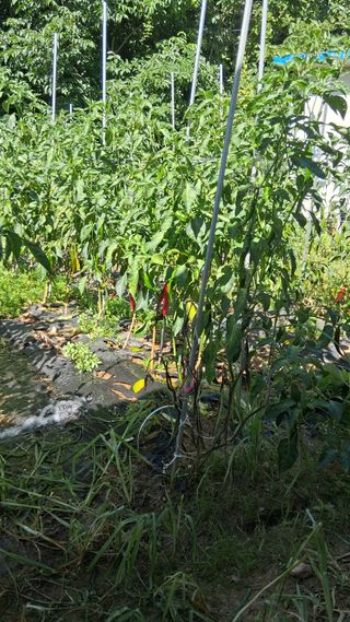 대군님의 기타작물 · 영농일지 작성글 사진