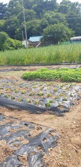 팜모닝 기타작물·영농일지 게시글 이미지