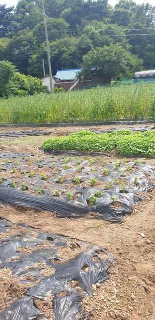 Kns4324님의 기타작물 · 영농일지 작성글 사진