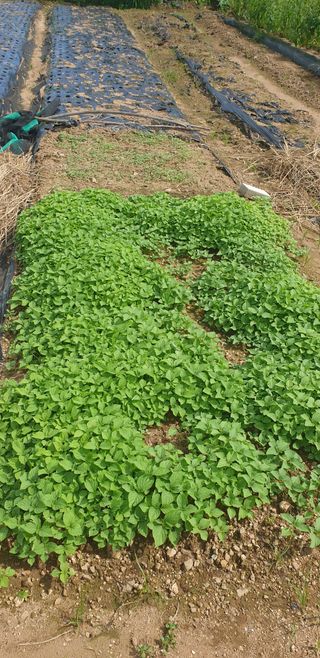 Kns4324님의 기타작물 · 영농일지 작성글 사진