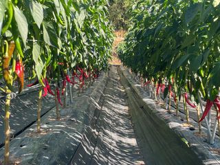 호동댁님의 고추 · 영농일지 작성글 사진