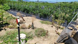 늘푸른 농장주님의 고추 · 영농일지 작성글 사진