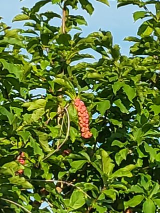 자.담.스.팜님의 파 · 영농일지 작성글 사진