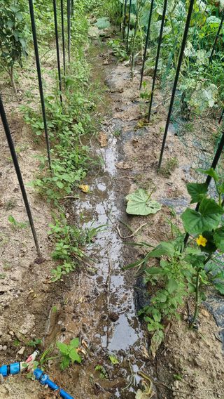 권혁렬님의 오이 · 영농일지 작성글 사진