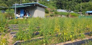 Kns4324님의 기타작물 · 영농일지 작성글 사진