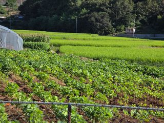 앵매도리님의 기타작물 · 영농일지 작성글 사진