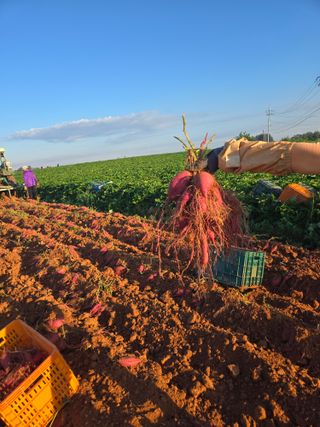 주말농장1님의 고구마 · 영농일지 작성글 사진