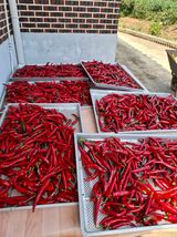 팜모닝 고추·영농일지 게시글 이미지