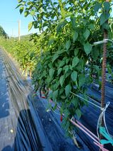 팜모닝 기타작물·영농일지 게시글 이미지