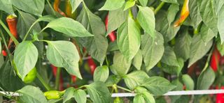 최갑수 님의 참깨 · 영농일지 작성글 사진