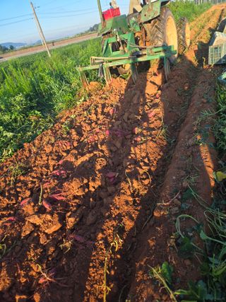 주말농장1님의 고구마 · 영농일지 작성글 사진