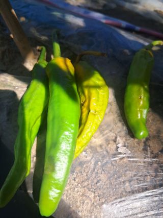 울산연안님의 고추 · 영농일지 작성글 사진