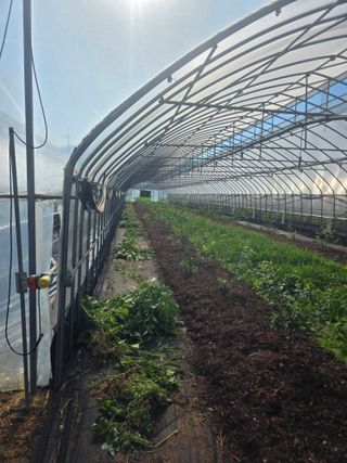 땍은이님의 블루베리 · 영농일지 작성글 사진