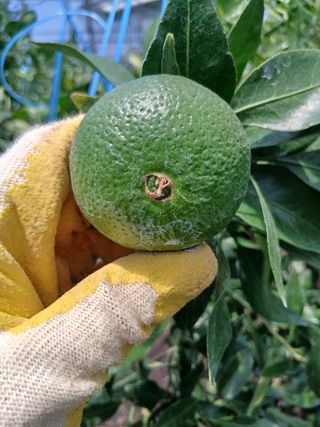 라이온3241님의 귤 · 영농일지 작성글 사진