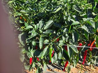 김영회님의 기타작물 · 영농일지 작성글 사진