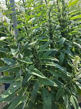 팜모닝 기타작물·영농일지 게시글 이미지