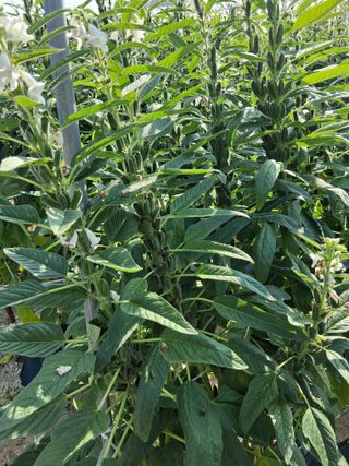 맞춤포도 드론방제님의 기타작물 · 영농일지 작성글 사진