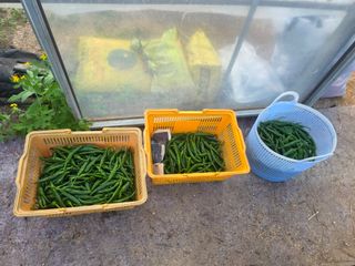 땍은이님의 블루베리 · 영농일지 작성글 사진