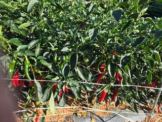 김영회님의 기타작물 · 영농일지 작성글 사진