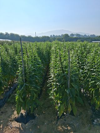 맞춤포도 드론방제님의 기타작물 · 영농일지 작성글 사진