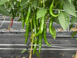 호동댁님의 고추 · 영농일지 작성글 사진