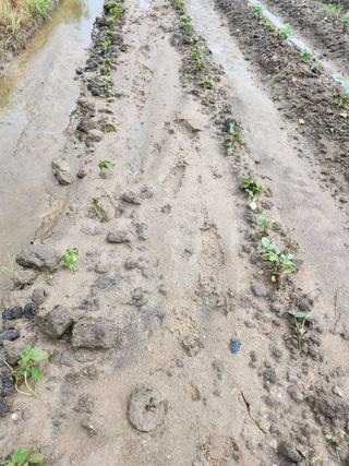 새싹농장님의 기타작물 · 영농일지 작성글 사진