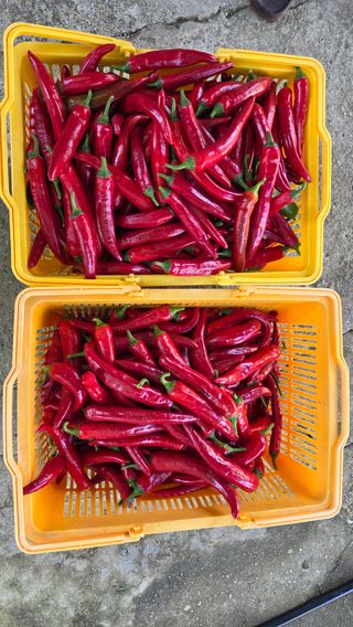  조약돌님의 고추 · 영농일지 작성글 사진