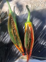 팜모닝 고추·영농일지 게시글 이미지