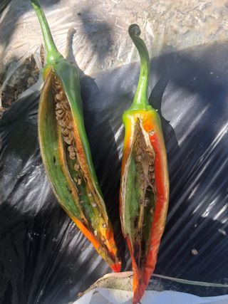 울산연안님의 고추 · 영농일지 작성글 사진