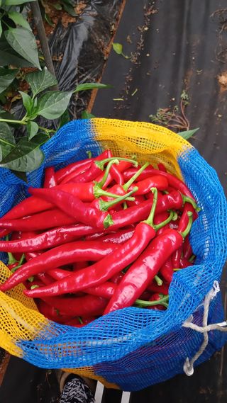 비가오네요님의 고추 · 영농일지 작성글 사진