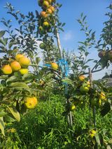 팜모닝 기타작물·영농일지 게시글 이미지