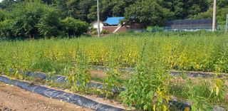 Kns4324님의 기타작물 · 영농일지 작성글 사진