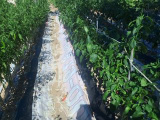 울산연안님의 고추 · 영농일지 작성글 사진