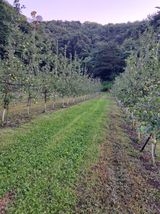 팜모닝 사과·영농일지 게시글 이미지