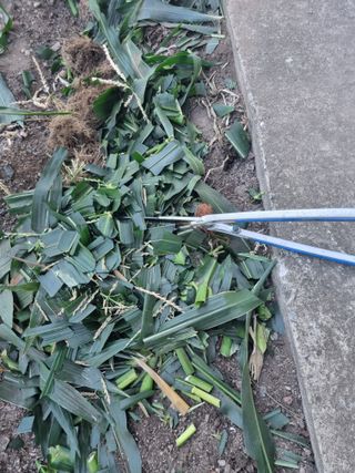 김용대님의 기타작물 · 영농일지 작성글 사진