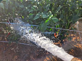 김영회님의 기타작물 · 영농일지 작성글 사진