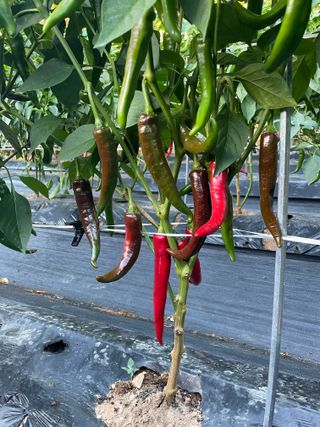 호동댁님의 고추 · 영농일지 작성글 사진