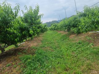 해찬들농원님의 복숭아 · 영농일지 작성글 사진