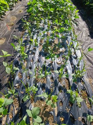 조정분(사랑이엄마)님의 기타작물 · 영농일지 작성글 사진