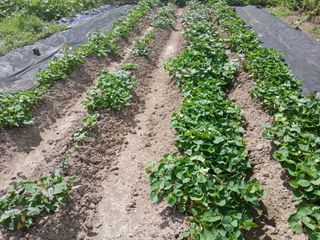 토마토2443님의 기타작물 · 영농일지 작성글 사진