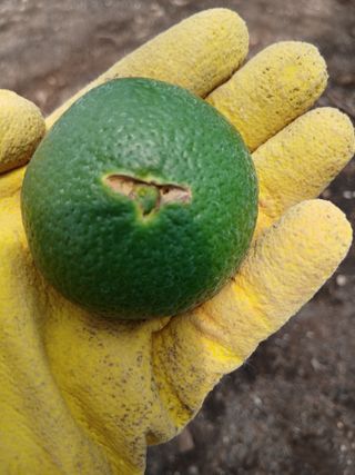 라이온3241님의 귤 · 영농일지 작성글 사진